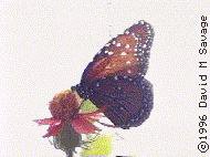 Butterfly 1